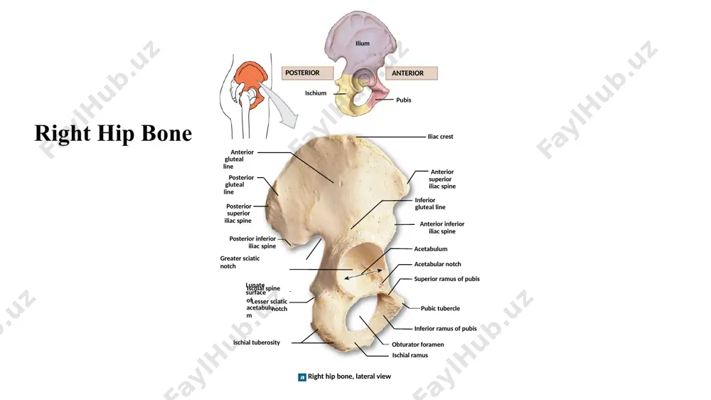 bs femur (thigh) patella (kneecap) tibia and fibula (leg) tarsals (ankle) metatarsals (foot) phalanges (toes) lower limbs the femur the proximal epiphysis femoral head articulates with pelvis at acetabulum attaches at fovea capitis the neck narrow area between head and trochanters joins shaft at angle lower limbs the femur the proximal epiphysis trochanters greater trochanter and lesser trochanter tendon attachments intertrochanteric line (anterior) and intertrochanteric crest (posterior) mark edge of articular capsule lower limbs the femur the shaft linea aspera most prominent ridge of shaft attaches hip muscles joins epicondyles lower limbs the femur the distal epiphysis medial epicondyle and lateral epicondyle above the knee joint medial condyle and lateral condyle separated by intercondylar fossa and patellar surface form part of knee joint bone markings on the right femur neck greater trochanter patellar surface lateral epicondyle lateral condyle anterior surface fovea capitis femoral head intertrochanteric line lesser trochanter shaft medial …