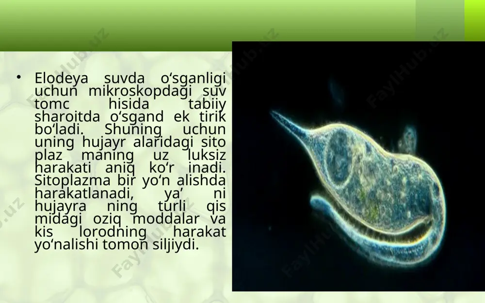 h hujayralar o‘zidagi oziq moddalar hisobiga o‘sishda davom etadi. ular ona hujayra o‘lchamiga yetgach, yana yosh hujayralarga bo‘linadi. shunday qilib, o‘simliklarning o‘sishi hujayralarning bo‘linib ko‘payishi va o‘sishi hisobiga boradi. savol va topshiriqlar elodeya bargi hujayralaridagi sitoplazmaning hara-katini qanday kuzatish mumkin? hujayralar ichiga moddalar qanday kiradi va ular qanday o‘zgarishlarga uchraydi? hujayralar o‘sish jarayonida qanday o‘zgaradi? yosh hujayralar ona hujayralardan qanday farq qiladi? hujayralar bo‘linishida mag‘izda qanday o‘zga-rishlar sodir bo‘ladi?