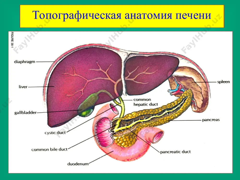 ые симптомы раздражения брюшины щадящий грудной тип дыхания оперативные доступы (диктуются характером и локализацией патологического процесса и объёмом предполагаемого оперативного вмешательства) трансабдоминальные – райфершайда-лобкера, кохера, федорова, рио-бранко, шпренгеля, петровского-почечуева трансплевральные – передние, средние, задние торакотомии комбинированные, торакофренолапаротомные – лонгмайра, куино, боровкова внеполостные – экстраплевральный и экстраперитонеальный основные оперативные вмешательства ушивание ран печени, гепатопексия резекция печени - правосторонняя гемигепатэктомия - левосторонняя гемигепатэктомия - лобэктомия - сегментэктомия - субсегментэктомия - атипичная резекция печени методы ушивания ран печени ушивание раны печени с заплатой заплата из сальника на ножке тахокомб гемостатическая губка послеоперационные осложнения кровотечение в свободную брюшную полость, желчеистечение и развитие желчного перитонита, механическая желтуха и холемия, гемобилия желчные свищи печеночная недостаточность, ппн абсцессы брюшной полости, сепсис, неспецифические осложнения. воспалительные заболевания печени абсцесс печени (пиогенный)‏ амебный (тропический) абсцесс печени тромбофлебит печеночных вен (болезнь бадда-киари)‏ абсцесс печени ограниченное нагноение печени с некрозом и расплавлением паренхимы органа метастазирование по портальной вене (язвенный колит, аппендицит, перитонит …