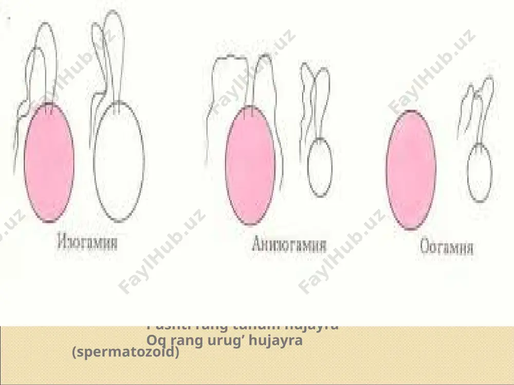 "o’simliklarning generativ organlari filogenezi" - Page 5