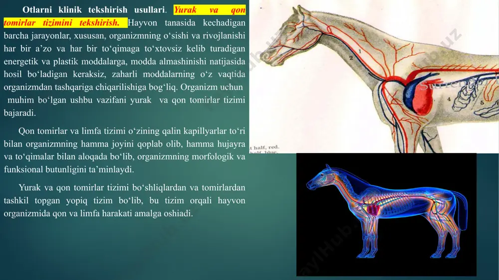 tlar (zaharlar, bo‘yoq moddalar, mikroblar, ortiqcha suv va tuzlar organizmdan chiqarib yuboriladi. siydik hosil bo‘lishi. siydik hosil bo‘lishi filtrlanish – qayta so‘rilish – sekret ajralish nazariyasi orqali tushuntiriladi. bu nazariyaga binoan buyrakdagi nefronlarda qondan birlamchi siydik hosil bo‘ladi va bu paytda faqatgina qon tarkibidagi shaklli elementlar va oqsillar birlamchi siydikka o‘tmaydi, qonning qolgan qismi birlamchi siydik tarkibiga o‘tadi. egri kanalchalarda birlamchi siydik tarkibidagi aminokislotalar, uglevodlar, lipidlar, vitaminlar va gormonlarning hammasi, suvning 80 % ga yaqini, meneral moddalarning ma’lum qismi (miqdoriga qarab qonga qayta so‘riladi. hosil bo‘lgan siydik egri kanalchalardan yig‘uvchi kanalchalar orqali buyrak jomiga tushadi. kanalchalar faoliyatining ta’minlanishida paraaminogippurin moddasining ahamiyati katta. tekshirish tartibi. siydik ayirish tizimi kuyidagi tartibda tekshiriladi: anamnez ma’lumotlarini to‘plash; siydik chiqarishni tekshirish; buyrakni tekshirish; siydik yo‘llarini tekshirish; qovuqni tekshirish; tashqi siydik kanalini tekshirish. asab tizimini tekshirish. tizimning qisqacha anatomo - fiziologik xususiyatlari.a’zolarining anatomik joylashishiga qarab markaziy va periferik asab tizimi farqlanadi. markaziy asab tizimiga bosh miya …