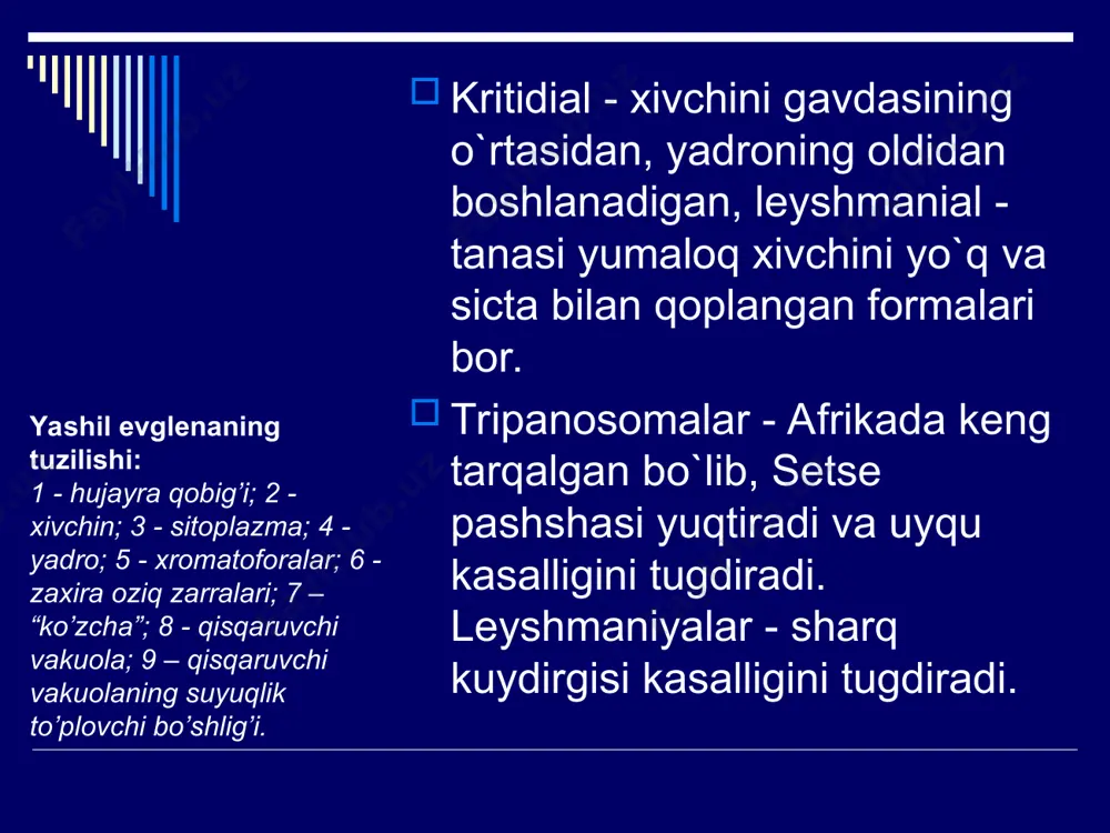 xivchinlilar (mastigophora) - Page 4