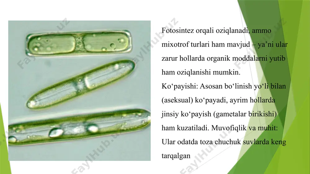 ch, ajralmasdan koloniya hosil qiladi. bu ham bir turdagi vegetativ ko‘payish sanaladi va ular muayyan struktura (zanjir, klaster) holatida birga yashaydi. tillarang suv o‘tlari ko‘pincha silikat va xlorofill moddalarni o‘zida saqlaydi. ularning ko‘pchiligi pigmentlari tufayli sarg‘ish-yashil rangda ko‘rinadi (karotinoidlar, xlorofill a va c). diatom suv o‘tlari (ular ham tillarang guruhga kiradi) kremniyli qobiq (frustula) bilan ajralib turadi. vegetativ ko‘payish — bu bir hujayrali organizmning o‘zining oddiy mitoz yo‘li bilan bo‘linib, ikkita (yoki undan ko‘p) yangi, ona hujayraga genetik jihatdan aynan bir xil hujayralar hosil qilishi. adabiyotlar 1.axmedova m. a., sobirov sh. m. – o‘zbekiston florasi (1–7 jildlar), toshkent:fan,2008–2016. 2. karimov m. k. – o‘simlikshunoslik, toshkent: o‘zbekiston, 2015. 3. xolmurodov s. x. – botanika darsligi, toshkent: yangi asr avlodi, 2019. image1.png image2.png /docprops/thumbnail.jpeg