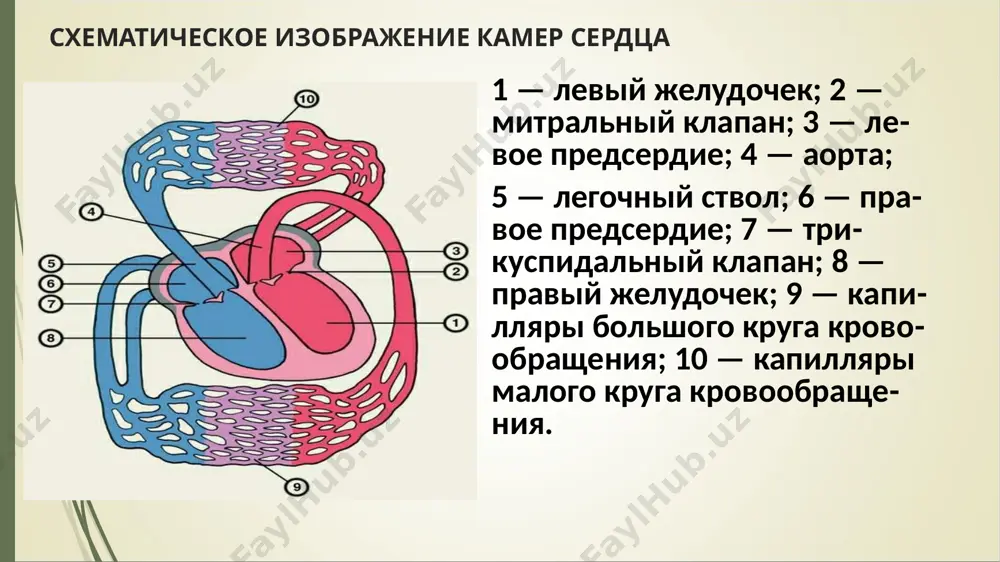 ный толчок, локализующийся в iii–iv межреберье слева от грудины, а также эпигастральную пульсацию. перкуссия – границы относительной сердечной тупости смещены вверх и влево. митральная конфигурация при недостаточности двустворчатого клапана сочетается со смещением левого контура сердца влево аускультатция – 1 тон на верхушке ослаблен, 2 тон не изменён если нет выраженной легочной гипертензии, при развитии легочной гипертензии выслушивается акцент 2 тона на легочной артерии часто расщепление 2 тона на легочной артерии часто у верхушки выслушивается 3 тон на верхушке систолический шум иррадиирующий влево в подмышечную область систолический шум митральной недостаточности следует непосредственно за i тоном или сливается с ним. он имеет лентовидную или веретенообразную форму, занимая 2/3 или всю систолу. шум выслушивается на верхушке и проводится в левую подмышечную область. чем более грубый характер имеет шум, тем вероятнее его связь с органической митральной недостаточностью. изменения фкг при недостаточности митрального клапана (верхушка сердца): ослабление i тона, систолический шум лентовидного характера, занимающий всю …