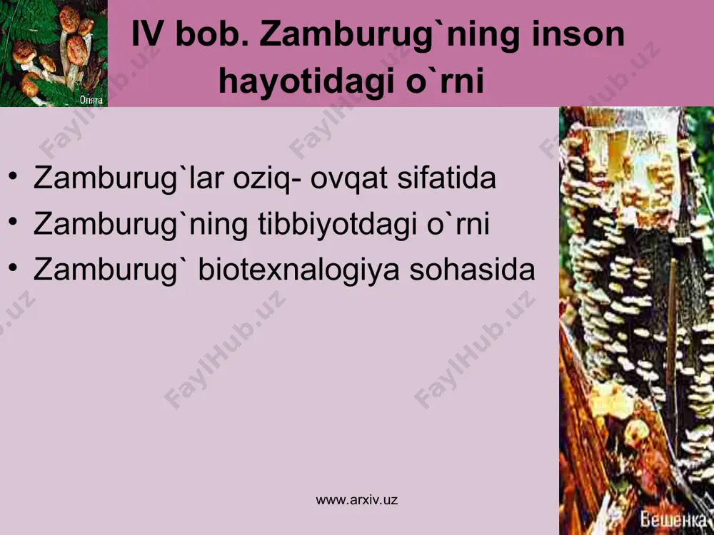 www.arxiv.uz zamburug`lar o`simliklardan farqi: zahira sifatida glikogen moddasi to`planadi. xitin moddasidan iborat qobiqning mavjudligi. geterotrof oziqlanish usuli. hayvonlardan farqi: cheksiz o`sish xususiyati . oziqni shimish usuli bilan qabul qilish. sporalar yordamida ko`payish. faol harakatlanish imkoniyatining mavjud emasligi. www.arxiv.uz www.arxiv.uz o`simlik va zamburug` hujayrasi www.arxiv.uz www.arxiv.uz www.arxiv.uz organoidlar zamburug` o`simlik hayvon hujayra qobig`i + + - sitoplama + + + yadro + + + endoplazmatik to`r + + + golji apparati + + + mitoxondriya + + + lizosoma + - + ribosoma + + + plastidalar - + - vakuola - + - www.arxiv.uz ‘ www.arxiv.uz zamburug`lar oziqlanishiga ko`ra saprofit mog`or zamburug`i achitqi zamburug’i qalpoqchali zamburug`lar parazit qorakuya zamburug’i zang zamburug’i vertitsilyoz zamburug`i simbioz lishaynik mikoriza www.arxiv.uz zamburug`larning ko`payishi www.arxiv.uz ko`payishiga ko`ra 3 xil vegetativ kurtaklanish; mitseliyning bo`laklarga ajralishi jinssiz sporalar hosil qilish yo`li bilan; jinsiy tuban zamburug`lar suvo`tlarga o`xshab yuksak zamburug`- lar- maxsus jinsiy or- ganlari yordamida. www.arxiv.uz mog`or …