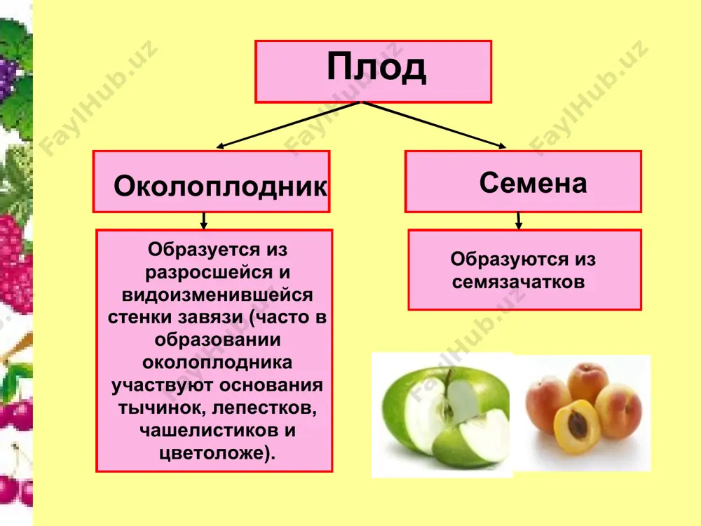 плоды - Page 4