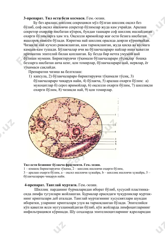 й билан қопланган. бу безда бир нечта умумий най бўлиши мумкин. бириктирувчи тўқимали бўлакчалараро тўсиқлар бошқа безларга нисбатан анча кенг, қон томирлар, бўлакчалараро най, нервлар, ёғ тўқимаси сақлайди. препаратни чизиш ва белгилаш: 1) капсула, 2) бўлакчалараро бириктирувчи тўқимали тўсиқ, 3) бўлакчалараро чиқарув найи, 4) бўлакча, 5) аралаш охирги бўлим: а) мукоцитлар б) сероз яримойлар, 6) оқсилли охирги бўлим, 7) шиллиқли охирги бўлим, 8) чизиқли най, 9) қон томирлар. тил ости безининг бўлакча фрагменти. гем.-эозин. 1 – юмшоқ бириктирувчи тўқима, 2 – шиллиқ ишловчи оҳирги бўлим, 3 – аралаш оҳирги бўлим, а – оқсил ишловчи ҳужайра, b – шиллиқ ишловчи ҳужайра, 5 – бўлакчалараро чиқарув найи. 4-препарат. танглай муртаги. гем.-эозин. шиллиқ парданинг бурмаларидан иборат бўлиб, хусусий пластинка-сида лимфа тугунлари жойлашган. бурмалар орасидаги чуқурликлар муртак-нинг крипталари деб аталади. танглай муртагининг хусусиятлари шундан иборатки, уларнинг крипталари узун ва тармоқланган бўлади. эпителийси кўп қаватли ясси мугузланмайдиган бўлиб, кўп жойларда лимфоцитларнинг инфильтрацияси кўринади. шу соҳаларда …