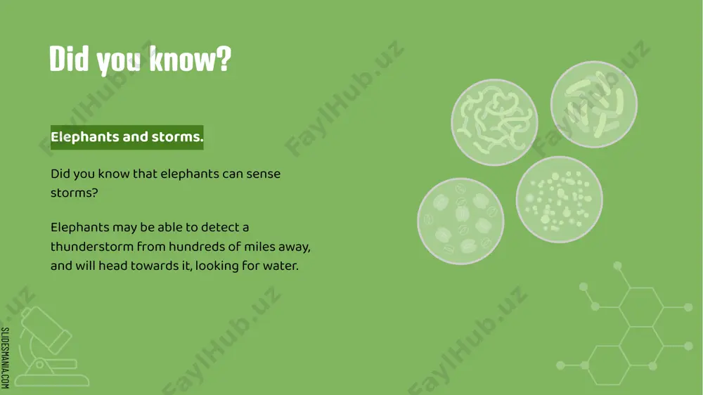 presentation on interesting facts about animals - Page 5