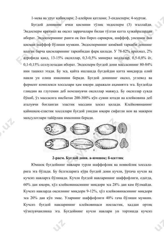 дорини, жавдардан эса тупроқ, иқлим ва об-ҳаво шароитларига талабчанлигининг камлиги, касалликларга чидамлилигини бирлаштиришдан иборат. ўзбекистонда, республика ўсимликшунослик илмий тадқиқот институ-тида тритикалени мад ун тайёрлаш технологияси ун-бошоқли, гречиха ва дуккакли донларни кукунсимон ҳолатга келгунча майдалаш йўли билан олинган маҳсулот ҳисобланади. ҳозирги куда ун ишлаб чиқариш фан ва техниканинг энг сўнгги ютуқларига асосланади. ун типларга, турларга ва навларга бўлинади. ун тури у қайси дондан олинганлиги билан аниқланади. шу асосда буғдой, жавдар, маккажуғори, арпа, соя, гречиха, сули, гуруч унлари ишлаб чиқарилади. ҳар бир ун тури қайси дондан олинганлигига қараб маълум бир хусусиятларга эга бўлади. шунингдек буғдой ва жавдар донларининг аралашмасидан ҳам унлар тайёрланади. ун турлари технологик кўрсаткичлари ва қайси соҳада ишлатилишига қараб типларга бўлинади. масалан, буғдой уни уч типда ишлаб чиқарилади: нонбоп, макарон маҳсулотлари ишлаб чиқариш учун, қандолатчиликда ишлати-ладиган унлар. бир турга мансуб ҳар хил тип унлар заррачаларининг тузилиши, физиккимёвий, технологик хусусиятлари бўйича бир-биридан маълум даражада фарқ қилади. ҳар бир ун типлари ўз …
