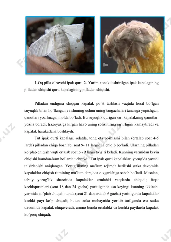 i. tut ipak qurti kapalaklari yorug’da yaxshi ta’sirlanishi aniqlangan. yorug’likning ma’lum rejimda berilishi sutka davomida kapalaklar chiqish ritmining ma’lum darajada o’zgarishiga sabab bo’ladi. masalan, tabiiy yorug’lik sharoitida kapalaklar ertalabki vaqtlarda chiqadi; faqat kechkqurunlari (soat 18 dan 24 gacha) yoritilganda esa keyingi kunning ikkinchi yarmida ko’plab chiqadi; tunda (soat 21 dan ertalab 6 gacha) yoritilganda kapalaklar kechki payt ko’p chiqadi; butun sutka mobaynida yoritib turilganda esa sutka davomida kapalak chiqaveradi, ammo bunda ertalabki va kechki paytlarda kapalak ko’proq chiqadi. tut ipak qurtlari pilladan chiqish paytlarining bir sutka mobaynida yorug’lik ta’sirida o’zgarib turishi ( % hisobida) 18-jadval pillalarni yoritish soatlari bir sutka mobaynida pilladan kapalak chiqish soatlari 5 9 13 17 21 24 ertalab soat 7 dan 21 gacha 9, 76 89, 16 1, 08 - - - kunduz soat 12 dan kech soat 18 gacha 4, 65 69, 75 2, 30 23, 30 - - kech.soat 18 dan 24 gacha 1, …