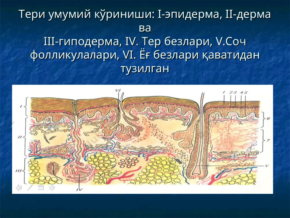 элементлар бирламчи морфологик элементлар ўзгармаган терида хосил бўладиган элементлар-доғ, тугунча, тугун, қаварчиқ, пуфак, йирингча. терининг иккиламчи элементлари бу элементлар бирламчи элементларнинг тоштштштдан кейин келиб чиқади. буларга-дисхромиялар, қипиқ, қалоқ, эрозия, яра, ёриқ, чандиқ, атрофия, лихенификация ва вегетация киради. доғ қон томирлар кенгайиши хисобига хосил бўлади. тери сатхидан кўтарилмайди. яллиғланган ва яллиғланмаган доғлар ажратилади. яллиғланган доғлар (розеола, доғ, эритема) қон томирлар кенгайиши хисобига пайдо бўлиб, босганда йўқолади ва юборилганда қайта пайдо бўлади. оч пушти рангдан кўкимтир қизғиш ранггача ўзгариши мумкин доғлар юзаси қипиқ билан қопланиши мумкин ва ўзидан гиперпигментация қолдириши ёки изсиз йўқолиб кетиши мумкин яллиғланмаган доғлар буларга қон қуйилишлар: петехия, пурпура, экхимоз сунъий бўёқларни терига киритиш (татуировкалар, касбий стигмалар) қон томирларнинг нотўғри юзаки жойлашиши хисобига пайдо бўладиган меланин синтези бузилиши хисобига пайдо бўладиган элементлар (туғма ва орттирилган) терига меланинг кўп ўтириб қолиши хисобига пайдо бўлган элемент орттирилган гиперпигментация. фотодерматозлар ва аддисон касаллигида учрайди. депигментация; туғма (албинизм) ва орттирилган. депигментация тугунча (папула) …
