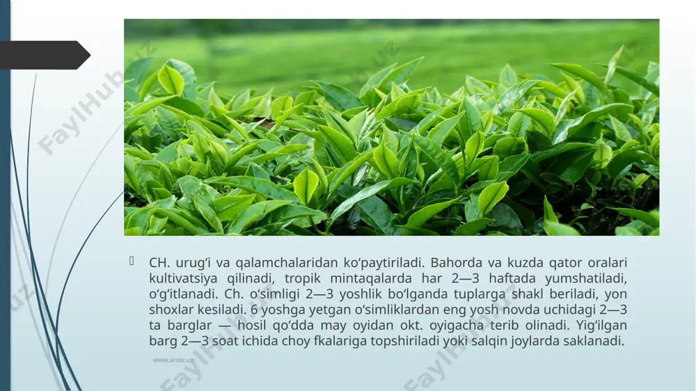 y.dan ozarbayjonda ch. plantatsiyalari tashkil topdi. www.arxiv.uz rossiyada ch. ichimligi 1638 y.dan kiborlar doiralarida isteʼmol qilina boshlagan. 18-a.ga kelib bu ichimlik ancha ommaviylashgan va rus samovarlarining paydo boʻlishi shu davrga toʻgʻri keladi. www.arxiv.uz oʻzbekistonda ch. ichish qachondan boshlab urf boʻlgani haqida aniq maʼlumotlar yoʻq. ayrim manbalarga koʻra, turkiston shaharlarida hind savdogarlari ch. savdosi bilan shugullanganlar. shaharlar va yirik qishloqlar guzarlarida faqat ch. ichimligi va tamaddi (non, qandqurs) bilan savdo qiladigan choyxonalar boʻlgan. 20-a. boshlarida xind savdogarlari samarqandda ch. qadoklash korxonasini tashkil etganlar. 1913 y.da oʻrta osiyoga chetdan 720 ming pud ch. keltirilgan (75%i koʻk ch.), uning 240 ming pudi turkiston ulkasida, 150 ming pudi buxoro xonligida, 40 ming pudi xiva xonligida sotilgan. www.arxiv.uz 1923 y.da oʻrta osiyoda yagona va chetdan keltiriladigan xom ashyoda ishlaydigan samarkand choy qadoqlash fabrikasi ishga tushirildi. 90-y.lar boshidan samarkand, namangan, toshkent sh.larida buyuk britaniya, hindiston, argentina, shri lanka, xitoy firmalari ("veta tea", "tata", "impra", "akbar", "lipton" …