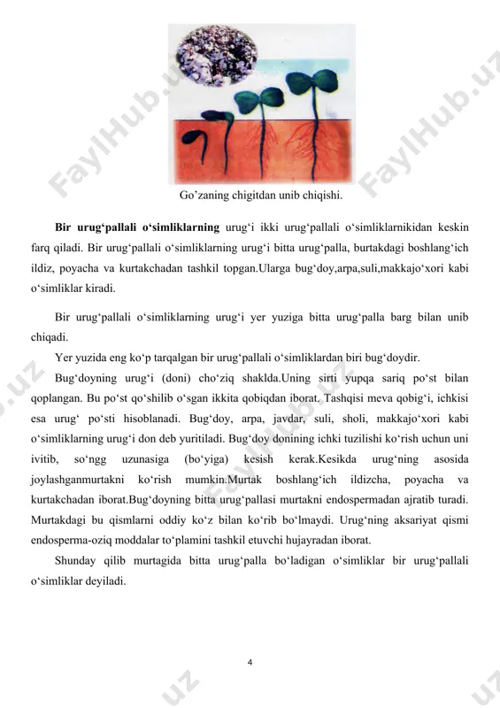li o‘simliklarga misollar. 3-jadval. bir urug‘pallalilar ikki urug‘pallalilar vi. uyga vazifa. loviya va bug‘doy urug‘ini undirib, undagi farqlarni uy daftariga yozib kelish go’zaning chigitdan unib chiqishi. page 2