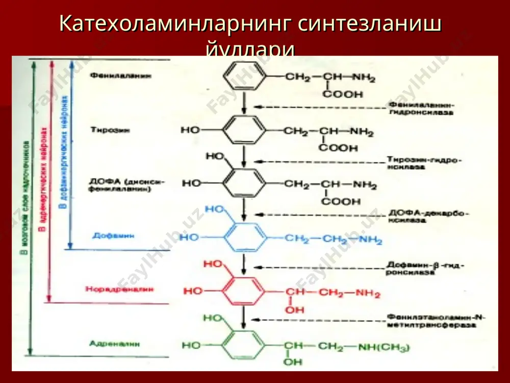 ҳам оширади. эфедриннинг асосий таъсири адреналинга ўхшаб кетади. юрак фаолиятини, қон босимини оширади қорачиқни кенгайтиради, скелет мушаклари тонусини, қонда қанд миқдорини оширади. адреналинга нисбатан таъсири секинроқ бошланади, лекин давомли бўлади. эфедрин гематоэнцефалик тўсиқдан яхши ўтиб, марказий нерв системасига қўзғатувчи таъсир кўрсатади. адреналиндан фарқи: эфедрин оғизда эриб қолади, чунки бу модда фермент моноаминоксидазага чидамли бўлади. жигарда бир қисми бошқа ферментлар ҳисобидан дезаминланишга учрайди, эфедрин 40 % ўзгармаган ҳолда буйрак орқали организмдан чиқиб кетади. энтерал ва парентерал йўллар орқали юборилади. эфедрин гидрохлорид а- адренорецепторларни бевосита қўзғатувчи моддалар мезатон, нафтизин, галазолин. mezaton. мезатон. мезатон синтетик модда булгани учун адреналин ва норадреналинга нисбатан бирмунча бекарор модда хисобланади, шунинг учун хам унинг таъсири узокрок давом этади.норадреналин адреналинга нисбатан қон босимини кучли кўтаради, катехоламинларни парчалайдиган комт ферментига нисбатан чидамлироқ бўлади. мазатон ринитларни даволашда ҳамда маҳаллий анестетиклар билан бирга қўлланилади коллапс ва артериал кон босими пасайиб кетган холларда венага 0,1-0,5 мл дан 1%ли эритмаси 40 мл хажмдаги …