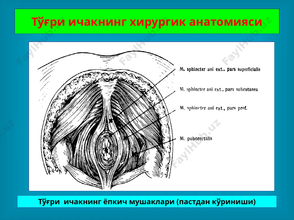 ektal oqma orqa anorektal oqmani parks metodi buyicha bartaraf etish, oqma yo'lini teri tomonidan tsilindrsimon kesib olib tashlanadi. to'g'ri ichak tushishi to'g'ri ichakning tushishi deganda ichakning tashqariga orqa chiqaruv yo'li atrofiga chiqishi tushuniladi. qorin ichida bosimning oshishi (qabziyat, ich ketar, tug'ruk, yo'tal) ichak tushishiga sababchi hisoblanadi. dumba sohasi va bel-dumg'aza sohasining o'q otar qurollardan yaralanishi, maishiy shikastlar ham ichak tushishiga olib kelishi mumkin. to'g'ri ichak tushishi to'g'ri ichak tushishi va sfinkter etishmovchiligi to'liq - to'g'ri ichakning barcha qavatlari ag'dari-lib orqa chiqaruv teshigidan tushishi. noto'liq -to'g'ri ichak shilliq qavatining tushishi farq qilinadi (protsidentsiya). shilliq qavatining tushishi tushgan ichak shilliq kavatda o'tuvchi radial burmalar orqali engil aniqlanadi to'g'ri ichak tushishi eng oddiy davolash usuli bu - to'g'ri ichak atrofidagi mushaklarga yallig'-lanish chaqiruvchi dorilarni infil-tratsiyasi. to'g'ri ichak tushishi tushgan to'g'ri ichakni yig'ish va invaginatsiya yo'li bilan to'g'rilash sfinkter etishmovchiligi pickreil buyicha mushak plastikasi image1.png image2.jpeg image3.jpeg image4.png image5.png image6.png image7.png image8.png image9.png image10.png …