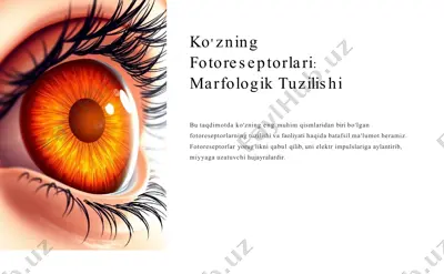 ko'zning fotoreseptorlari marfologik tuzilishi — PPTX