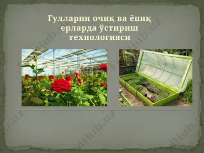 гулларни очиқ ва ёпиқ ерларда ўстириш технологияси — PPTX