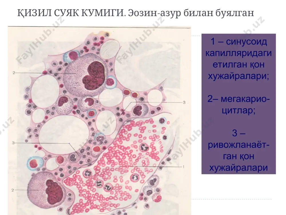 қон яратувчи ва иммун-химоя аъзолари - Page 4