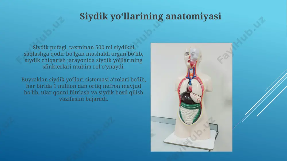 rsatkichlarni aniqlash bilan birga, buyrak kasalliklarining dastlabki belgilari aniqlanadi va glomerulyar filtratsiya tezligini (gfr) hisoblashda foydalaniladi. buyrakning ekskretsion urografiyasi (ivp) rentgen tekshiruvi bo'lib, buyraklarning siydik chiqarish funktsiyasini va siydik yo'llarining holatini baholashda 10-15 ml kontrast modda yuboriladi. siydikni tahlil qilish siydik tahlilida leykotsitlar sonining 10 dan ortiq bo'lishi siydik yo'llari infektsiyasini ko'rsatishi mumkin, bu esa qo'shimcha tekshiruvlarni talab qiladi. siydikning zichligi (spetsifik og'irligi) 1.005 dan kam yoki 1.030 dan yuqori bo'lishi suvsizlanish yoki buyrak kasalliklariga ishora qilishi mumkin. buyraklarning tuzilishi va faoliyati buyraklar kuniga taxminan 180 litr qonni filtrlaydi, ammo siydik sifatida faqat 1-2 litr suyuqlik ajratiladi. qolgan suyuqlik va muhim moddalar reabsorbsiya qilinadi va qonga qaytariladi. buyraklar taxminan 1 million nefronlardan iborat bo'lib, har bir nefron qonni filtrlash va siydik hosil qilish uchun javobgardir. bu jarayon glomerulyar filtrlash, tubulyar reabsorbsiya va tubulyar sekresiya bosqichlaridan iborat. buyrak biopsiyasi buyrak biopsiyasi jarrohlik amaliyoti bo'lib, unda buyrak to'qimasining kichik bir namunasi igna …