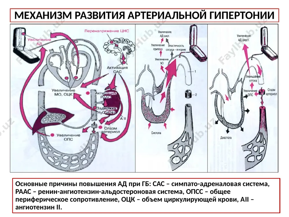 е у больного вредных привычек (курение, злоупотребление алкоголем) также является факторами риска развития гипертонической болезни. физикальное исследование осмотр: положение больного с гб активное. нередко встречается ожирение. может наблюдаться небольшая пастозность нижних, иногда и верхних конечностей, лица. цвет кожи: нередко отмечают гиперемию лица (расширение сосудов кожи под действием адреналина); может наблюдаться бледность кожи во время гипертонического криза (сужение сосудов под действием норадреналина). осмотр, пальпация и перкуссия сердца: у больных гб верхушечный толчок и границы сердца могут быть не изменены ( i стадия гб). при гипертофии левого желудочка без его дилатации отмечается увеличение силы верхушечного точка, однако его локализация, так же как и левая граница относительной тупости сердца, не изменены ( ii стадия гб). при развитии гипертрофии и дилатации левого желудочка верхушечный толчок усиленный, разлитой, смещен влево; левая граница относительной тупости сердца также смещена влево (iii стадия гб). физикальное исследование аускультация сердца i тон сердца на верхушке: у больных гб i стадии …
