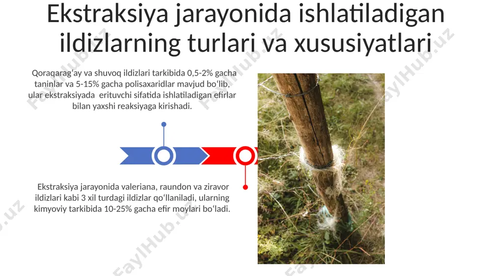 ildizli, efirli moyli xom ashyolarni ektraksiya qilish - Page 3