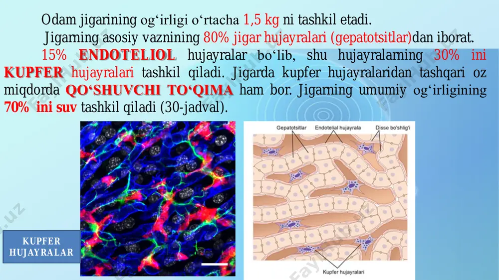 di. turli zaharli moddalarning jigarda zararsizlantirilishi o‘ziga xos yo‘llar bilan ikki bosqichda boradi. birinchi bosqich endoplazmatik to‘rda (ept) boradi, reaksiyalarni oksidazalar va gidroksilazalar katalizlaydi, ularning kofermenti sitoxrom p-450, b5 , gem va vitaminlar hisoblanadi. sitoxrom p-450ning bir qancha o‘xshash shakllari bo‘lib, ular substratlarga monandligi, spesifikligi bilan farqlanadilar. gepatotsitlarda bu jarayonlar endoplazmatik to‘r (ept)da ro‘y beradi. jigarning bu faoliyatini o‘rganish yaponiya olimlari t. omuza va s. sato (1964) jigardan ept ni ajratib olishga muyassar bo‘lganlaridan so‘ng rivojlangan. eptning donador va silliq turlari tafovut qilinadi. donador ept oqsil sintezida faol ishtirok etadi. silliq ept organizmga tushgan begona moddalarni zararsizlantiradi (dori-darmonlar, zaharlar, ba’zi endogen substratlar, xolesterin, o‘t kislotalari, to‘yinmagan yog‘ kislotalar, steroid gormonlar, prostaglandinlar). membrana yuzasiga ribosomalarning joylanishi eptni kimyoviy va fermentativ tarkibini deyarli o‘zgartirmaydi. ammo, donador membrana maxsus funksiyaga ega bo‘lib, oqsil sintezi markaziga aylanadi. silliq ept ning donador ept dan asosiy farqi unda nadfh sitoxrom p-450- reduktaza fermenti faollikka ega bo‘lib, …