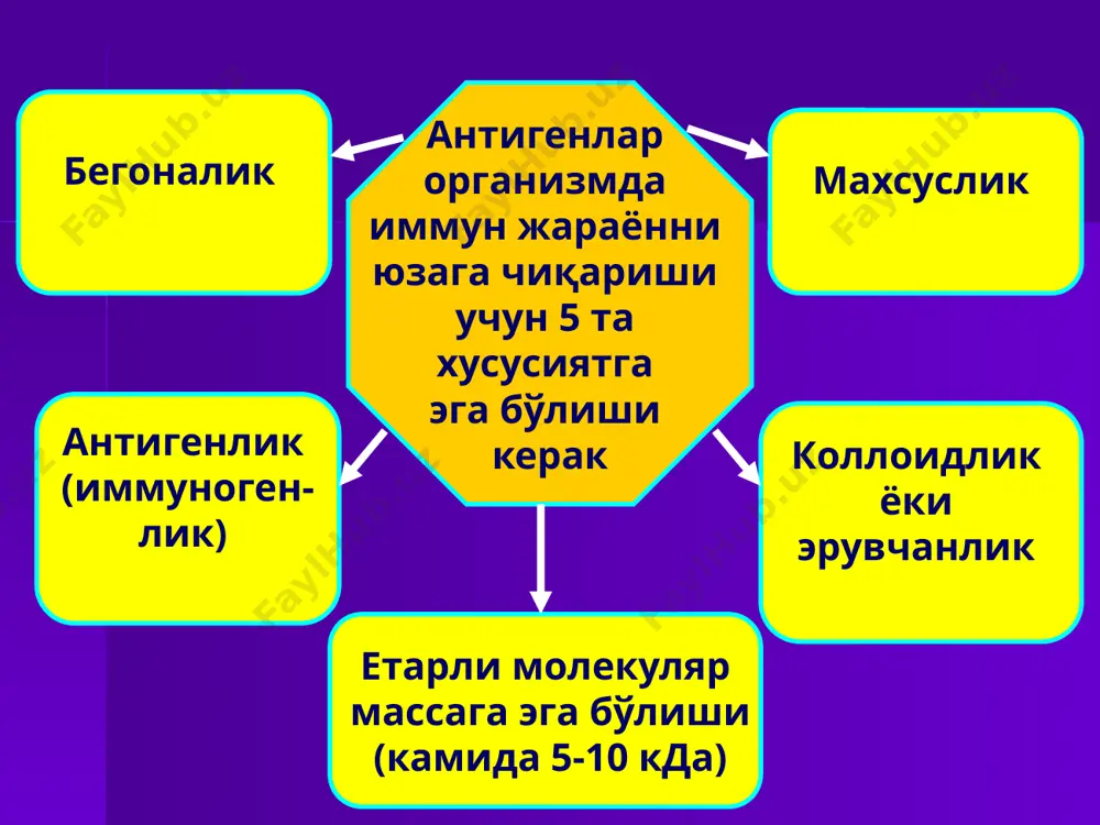 сус бирикишдир. уларнинг яна қуйидаги хусусиятлари фарқланади валентлик – антителонинг антигенни бириктириб олувчи фаол марказлари сони аффинлик (аffinity – мойиллик) – антителолар фаол маркази тузилишининг антиген детерминантларига мослик даражасидир (“қулф-калит” тизими) авидлик (aviditas - очкўзлик) – антителолар фаол маркази ва антиген детерминантлари мослигининг мустаҳкамлиги иммуноглобулиннинг (антитело) структуравий тузилиши иммуноглобулиннинг (антитело) молекуляр тузилиши бир жуфт оғир занжирлар – н-занжирлар (heavy – оғир) ва бир жуфт енгил занжирлар - l-занжирлар (light - енгил) фарқланади. ушбу занжирлар бир-бири билан дисульфид боғлар (-s-s-) ёрдамида бирикади ва пептид ҳосилали доменлар ҳосил қилади. l-занжирлар м.м. бир хил, 23 кда га яқин бўлади ва улар 214-220 аминокислоталардан иборат. икки типдаги l-занжирлар фарқланади: каппа (κ) ва лямбда (λ). каппа/лямбда нисбати одамда 70:30. н-занжирлар м.м. 50-73 кда оралиғида. уларнинг 5 та синфи фарқланиб, грекча ҳарфлар - альфа (α), гамма (γ), эпсилон (ε), мю (μ), дельта (δ) билан белгиланади. н – ва l - занжирлар бириккан жойда фаол марказ - …