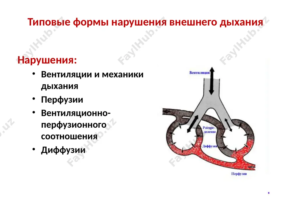ного со2 в мм увеличение альвеолярной вентиляции в литрах за минуту причины и механизмы гипервентиляции причины: экзогенная гипоксия стресс неврозы в виде истерии или фобии органические поражения мозга (инсульт, опухоль, ушиб, сотрясение, энцефалит) травма органов грудной и брюшной полости гипертермия, тепловой удар, лихорадка неправильный режим ивл механизмы: нарушение деятельности дыхательного центра нарушение его афферентных и эфферентных связей в виде избытка возбуждающей афферентной импульсации технику гипервентиляции применяли ныряльщики без акваланга йоргос хагги статти – греческий рыбак (на фото). по легенде, мог нырять на глубину до 100 метров и задерживать дыхание до 7 минут. в 1911 году в одном из заливов эгейского моря совершил 3 погружения на глубину 77 м, нашел якорь флагманского крейсера морских сил италии "regina margherita" (на фото), освободил его и стал первым в истории глубоководным ныряльщиком история погружения без акваланга raimondo bucher – капитан венгеро-итальянских воздушных сил, первый зарегистрированный рекорд - 30 метров (1949) enio falco и alberto …