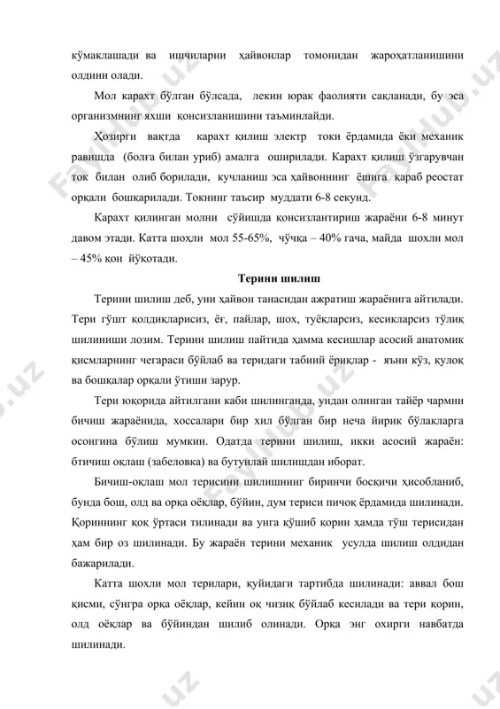 чун 15 смдан кам бўлмаслиги керак. катта шохли молларнинг оёқ териси қишан бўғимининг ўртасигача, бузоқларники – олдинги оёқларининг билак бўғинигача, орқа оёқларни сакровчи бўғинларнинг ўртасигача шилиниши керак. олдинги оёқларнинг териси ички томондан мушак ости чуқурчаси орқали кўкракка ўзунасигача қилинган кесик билан кесишгунча кесилади. орқа оёқлардаги кесик қишан бўғимидан сакровчи бўғимгача келиб, сўнгра ички томонга, терининг кўндаланг кесикига ўтади. дум териси ўзагидан 8см дан ошмаган масофадан бошлаб шилинади. кичик хом-ашё, қўй ва эчки терилари бутунлайича, қулоқ ва шох чизиқлари бўйлаб бош атрофи терисини, сўнгра оқ чизиқ бўйлаб дум ўзагигача терини кесиш йўли билан шилинади. оёқлар териси билак бўғинининг ўртасидан (олдинги оёқлар), сўнгра сакровчи бўғинлар ўртасидан (орқа оёқлар), кейин оёқларни ички томонининг ўртасидан қорин ва кўкракка қилинган кўндаланг кесикгача халқали кесиш йўли билан шилинади. чўчқа терилари бош қисмисиз, бутунлайича иккита кесик қилиб шилинади. бу кесиклар сўрғичларнинг ташқи томонида, улардан 5-6см масофа узоқликда ўтади. олдинги оёқлар териси билак бўғинларининг ўртасигача, орқа оёқлар териси …