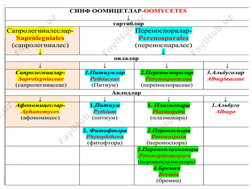 unish davrida zararlaydi. masalan: ildiz chirish kasalligi – pitium deboryanum (lavlagi, karam, kartoshka). 1-rasm. ildiz chirish-korneed kasalligi. oospora va oosporani xosil bo‘lishi bu oilaga kirgan zamburug‘larning mitseliyasi zararlangan o‘simlik hujayrasida rivojlanadi. mitseliyalar hujayralarning teshib tashqariga konidiya bandlarining hosil qiladi. konidiya bandlari ichida konidiyalar yoki zoosporalar joylanadi. 3-rasm kartoshkada fitoftoroz kasalligi 2-avlodi – fitoftora – phytophthora bu oilaga – fitoftora avlodi kiradi. zararlangan o‘simliklar xujayralari ichida zoosporangiy o‘sib 2 xivchinli zoosporalarga aylanadi va bu zoosporalar boshqa o‘simliklar zararlaydi. bu avlod vakili – fitoftora infentans- fitoftoroz kasalligini qo‘zg‘atadi 2 –oila perenosporastiya-perenosporaseae avlodlar ↓ 1. plazmopara - plasmopara 2.peronospora - peronospora 3.peronoplazmopora- -peronoplasmopara 4.bremiya - bremia 1-avlod – plazmopara-plasmopara – bu yerda ularning konidiya bandlari monopadial joylashgan bo‘ladi. ushbu avlod vakili – plasmopara vitisola tokning mildiyu kasalligini qo‘zg‘atadi. yozning ikkinchi yarmiga borib o‘simliklar to‘qimasida hosil bo‘lgan oosporalardan zoospora va zoospora bandlari o‘sib chiqadi. plasmopora vitisola berb. et. de toni - toklarda mildiyum kasalligini …