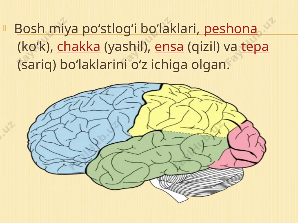 bosh miya yarimsharlari po’stlog’i funksiyasini tekshrish usullari - Page 4