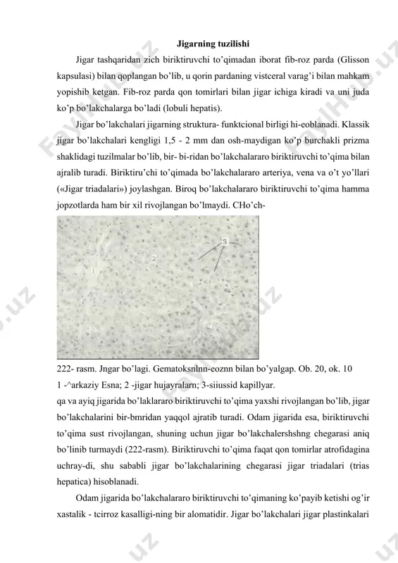 inusoideum) tashkil topgan. jigar plastinkalari jigar hujayrala-ri - gepatotcitlardan iborat (223- rasm). xar bir bo’lakchaning o’rtasi-da markaziy vena (vena centralis) joylashgan, jigar plastinkalari va sinusoid kapillyarlar esa unga qarab radial yo’nalgan bo’ladi (223-rasmga qarang). sinusoid kapillyarlar devori endoteliy hujayralary bilan qoplangan bo’lib, ikki xil endoteliy hujayrasi tafovut qili-nadi. birinchisi organellalari kam bo’lgan yassi endoteliy hujayralarn bo’lsa, ikkinchisi - yulduzsimon retikulo - endoteliotcitlar (reticulo-endotheliocytus stellatus) yoki kupfer hujayralaridir. kupfer hujay-ralari monotcitlardan kelib chiqqan fagotcitlarga xog tuzilgan bo’lib, o’simtalarga ega, tcitoplazmasida ko’pgina lizosomalar va fagosomalar tutadi (223, 224-rasmlar). yot (zzrarli) moddalarni fagotcitoz qilish vaqtida yulduzsimon retikulozndsteliotcitlar sinusoid d;veridan aj- 2^3- rasm. jigar plastinkalarining tuzilishi (s.xema) (e. f. kotovskiydan): 1 - jigar plastinkasi; 2 - gepatotcit; 3 - qon kapillyari; 4 - perisinusoidal (disse bo’shliq: 5 - perisinusoidal lipotcit; 6 - o’g kanalchasi; 7a - bo’lakcha agrofidagi (septal) vena; 76 - bo’lakcha atrofidagn arteriya; 7 v - oo’lakcha atrofidagi vt naychasi; 8 - …
