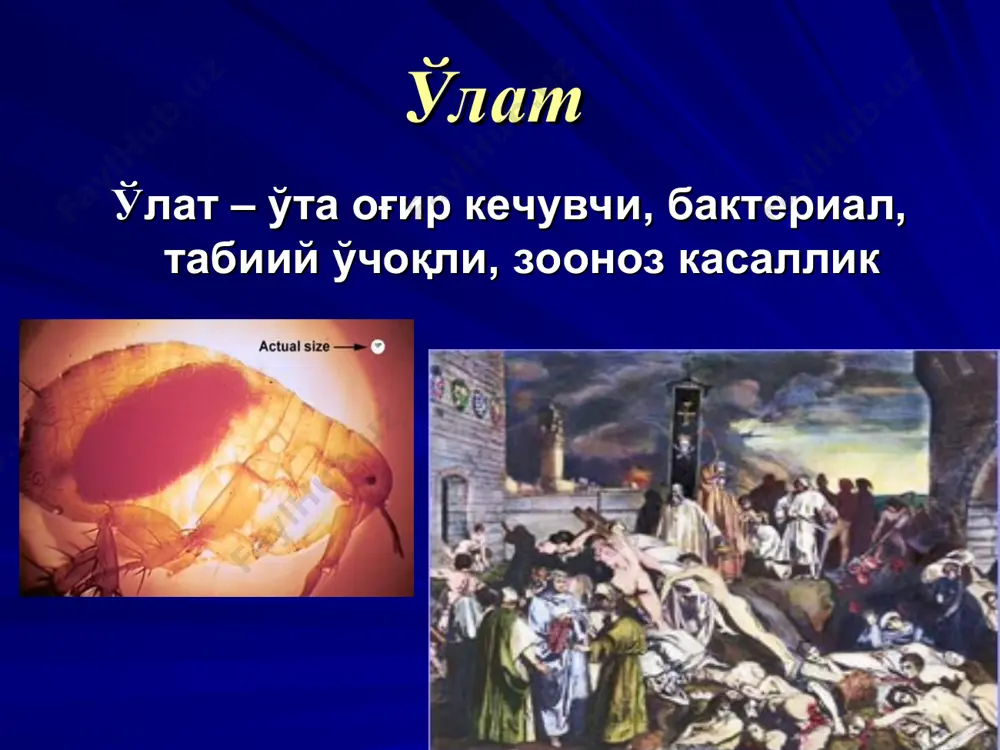 erejivat visushivanie. y. pestis legko gibnet na solnechnom svete i pri visushivanii. daje, kogda naxoditsya v vozduxe, mikrob soxranyaetsya do chasa, v zavisimosti ot usloviy. appl environ microbiol. 2003 april; 69(4) o'latni dunyo miqyosida tarqalishi mejdu 1954 i 1997, 38 stran soobshili o sluchayax chumi lyudey vo vsemirnuyu organizatsiyu zdravooxraneniya. ne bilo soobsheno o sluchayax chumi v evrope s poslevoennogo vremeni i ne bilo soobsheno o sluchayax chumi v avstralii. za eto vremya, soobsheno o 80,613 sluchayax, s urovnem 1,832 sluchaev v god (kolebaniya,ot 200 do 6,004 sluchaev). sredniy uroven latelnosti sredi soobshennix sluchaev bil 11.8%. prirodnie (enzooticheskie) ochagi chumi (i, takim obrazom, territorii s naibolee visokoy zabolevaemostyu chumoy lyudey) vklyuchayut: madagaskar vostochnuyu i yujnuyu afriku (uganda, keniya, tanzaniya, mozambik, botsvana) yugo-vostochnaya aziya (osobenno vetnam i myanma(birma)) ochagi v yujnoy amerike (vklyuchaya territoriyu and v peru, bolivii, i ekvadore i na severo-vostoke brazilii) zapad soedinennix shtatov mongoliya i severniy kitay …