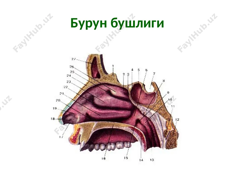 нафасолишорганлари - Page 2