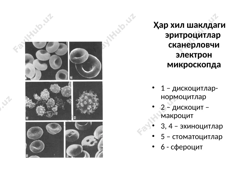 одамнинг қон ҳужайралари - Page 4