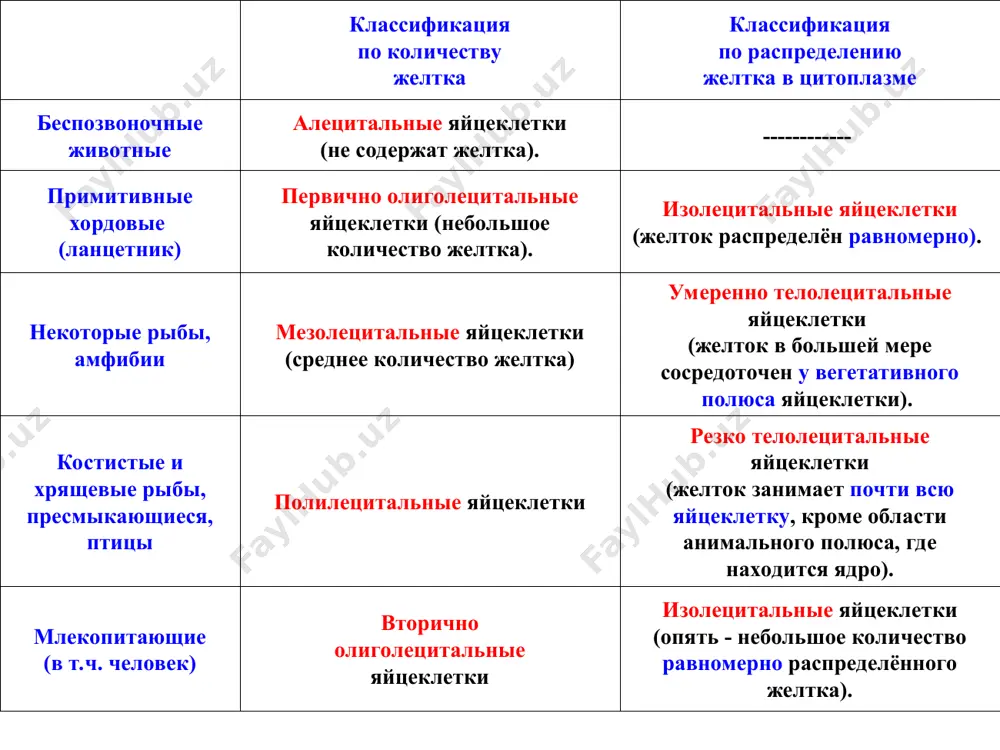 ст (1), обращённый к полости зародыша – бластоцелю, и эпибласт, прилегающий к трофобласту. б) но, кроме того, у высших животных и человека эпибласт расщепляется ещё на два листка - амниотическую эктодерму (3) - верхний листок, по-прежнему прилежащий к трофобласту, и зародышевый эпибласт (2), отделённый от верхнего листка новой появляющейся полостью – полостью амниона (4). гаструляция путём деламинации и иммиграции у млекопитающих зародышевый эпибласт образует зародышевый щиток (как у птиц) и служит источником всех трёх зародышевых листков подразделение зародышевого эпибласта на энто-, мезо- и эктодерму тоже происходит практически так же, как у птиц факторы, вызывающие гаструляцию механическое давление клеток друг на друга разница поверхностного натяжения плазмолеммы с противоположных сторон клетки, создаваемая разным состоянием окружающей среды с этих сторон; действие (по механизму хемотаксиса) индукторов, выделяемых клетками-организаторами. немецкие эмбриологи-ганс шпеман и хильда мангольд авторы теории эмбриональной индукции теория организаторов г. шпемана а) зародыш слабо пигментированного гребенчатого тритона б) зародыш пигментированного тритона обыкновенного образование …