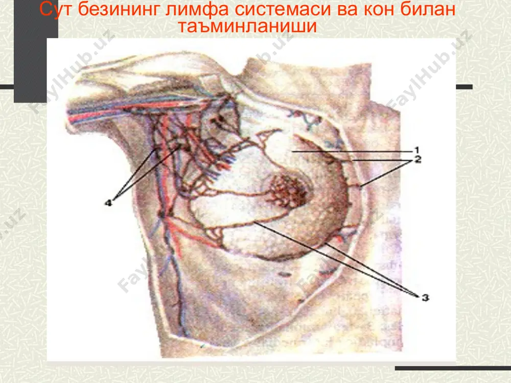 тэктомия пейт буйича радикал мастэктомия урбан буйича кенгайтирилган радикал мастэктомия мастит этиопатогенези инфекцион омил (специфик,носпецифик, аралаш ва микст инфекцияпар) мойиллик тугдирувчи омиллар (лактостаз, шахсий гигиенанинг бузилиши, организм реактивлигининг пастлиги) инфекциянинг таркалиш йуллари: интраканаликуляр гемотоген лимфоген травматоген маститнинг таснифланиши учраш даврига кура: лактацион мастит пубертат давр мастити климактерик давр мастити 2. кечишига кура: уткир сурункали 3. уткир маститнинг боскичлари: сероз инфильтратив йирингли (тери ости, интрамаммар, ретромаммар, субареолар) гангреноз 4. инфекцион омилга кура: специфик носпецифик маститнинг давоси 1.консерватив даво. а) умумий: антибактериал дезинтоксикацион организм реактивлигини ошириш иммунотерапия б) махаллий сут бези фиксацияси сутни согиб ташлаш ретромаммар блокада физиотерапевтик муолажалар (увч, соллюкс ва х.к.) 2. оператив даво абсцесс бушлигини очиш ва дренажлаш (беннер, радиар, периареолар кесимлар ) сут бези ракининг классификацияси халкаро номенклатура буйича (t,n,m); тin situ-ноинвазив рак (эпетилий ичи раки), педжет раки т0- пальпацияда усма аникланмайди т1- усма 2 см гача улчамга эга. т2- усма 2-5 см улчамга эга,педжет ракининг таркалган шак …