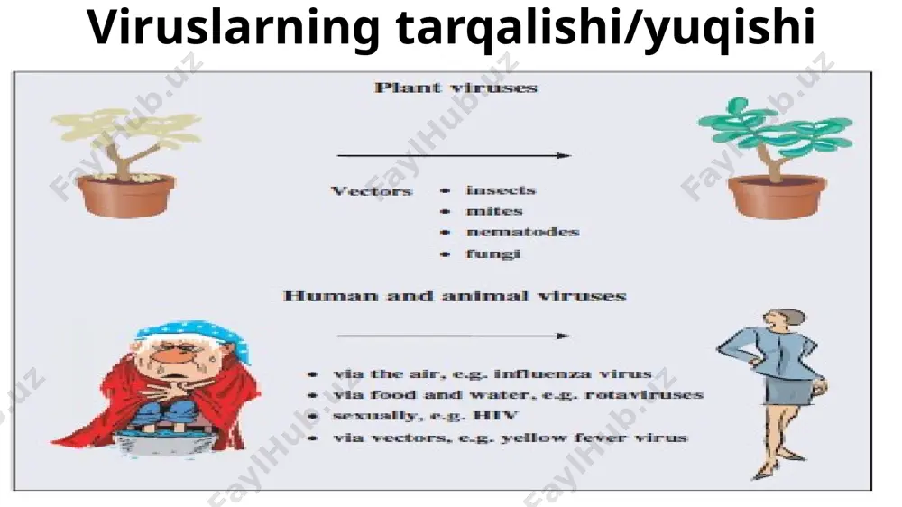 ; umurtqasizlar viruslari vertical va vectorlar yordamida yuqadi; vertical yuqishda viruslar tuxumlar yuzasida yoki ichida joylashgan bo’ladi; vectorlar yordamida yuqganda zararlangan hashorotdan sog’lom hashorotga o’tishi tushuniladi (parazit arilar bunga misol bo’ladi); virusning hujayraga kirishiga ruxsat beruvchi hujayralar virusni taniydigan retseptorlari bo’lishi kerak; kam himoyalangan bo’lishi kerak (ba’zi bakteriyalar restriktazalar ishlab chiqarish orqali viruslarni parchalaydi); virus replikatsiyasi uchun kerakli fermentlarni saqlashi kerak; viruslarning hujayralarga birikishi va kirishi umuman olganda, virus ko'payish jarayonini yetti bosqichga bo'lish mumkin: 1. virionning hujayraga biriktirilishi; 2. hujayraga kirish; 3. virus genlarining mrnk molekulalariga (mrnk) transkripsiyasi; 4. virus mrnklarining translatsiyasi; 5. genom replikatsiyasi; 6. oqsillar va genomlarning virionlarga birikishi; 7. virionlarning hujayradan chiqishi; (bu bosqichlar virus turiga qarab o’zgarishi mumkin!). hujayra retseptorlari va co-retseptorlar virion o'zining bir yoki bir nechta sirt oqsillari orqali xo’jayin hujayrasi yuzasidagi ma'lum molekulalarga biriktiriladi. ushbu hujayra molekulalari retseptorlar deyiladi va virion retseptorga nisbatan yuqori darajadagi o'ziga xoslik namoyon qiladi. aniqlanishicha, ba'zi viruslar …