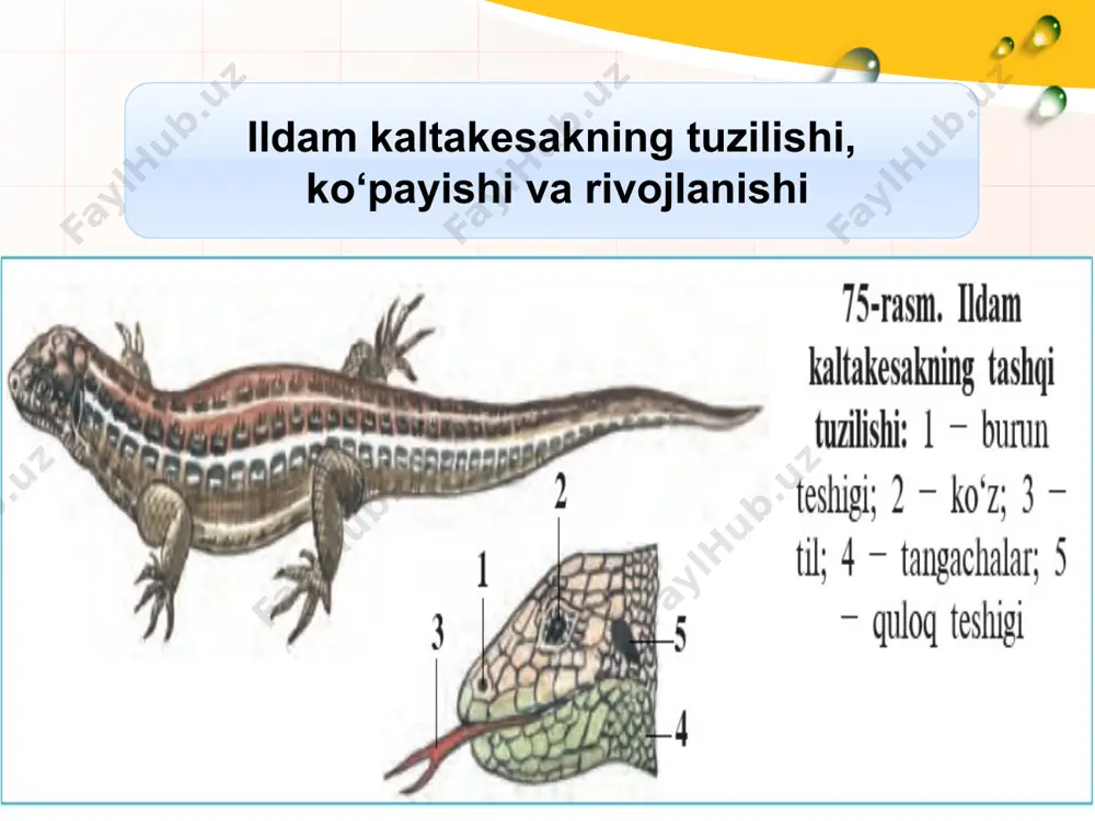 ikda yashovchilar qanday turkumlarga ajratiladi? 11. suvda hamda quruqlikda yashovchilar qanday ahamiyatga ega? 12. suvda hamda quruqlikda yashovchilar qanday kelib chiqqan? image1.png image3.png image4.png image5.jpeg image6.png image7.png image8.png image9.png image10.png image11.png image2.png /docprops/thumbnail.jpeg