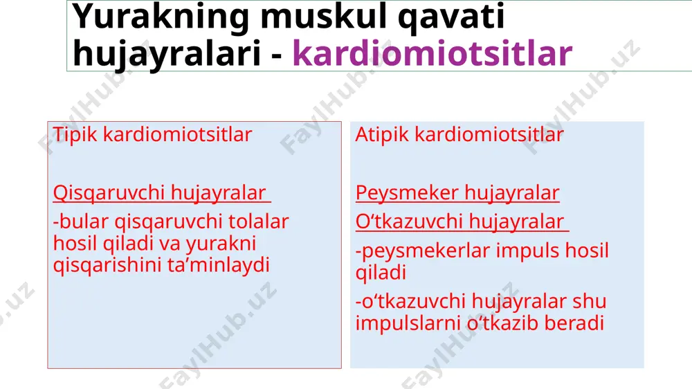 yurak fiziologiyasi - Page 3