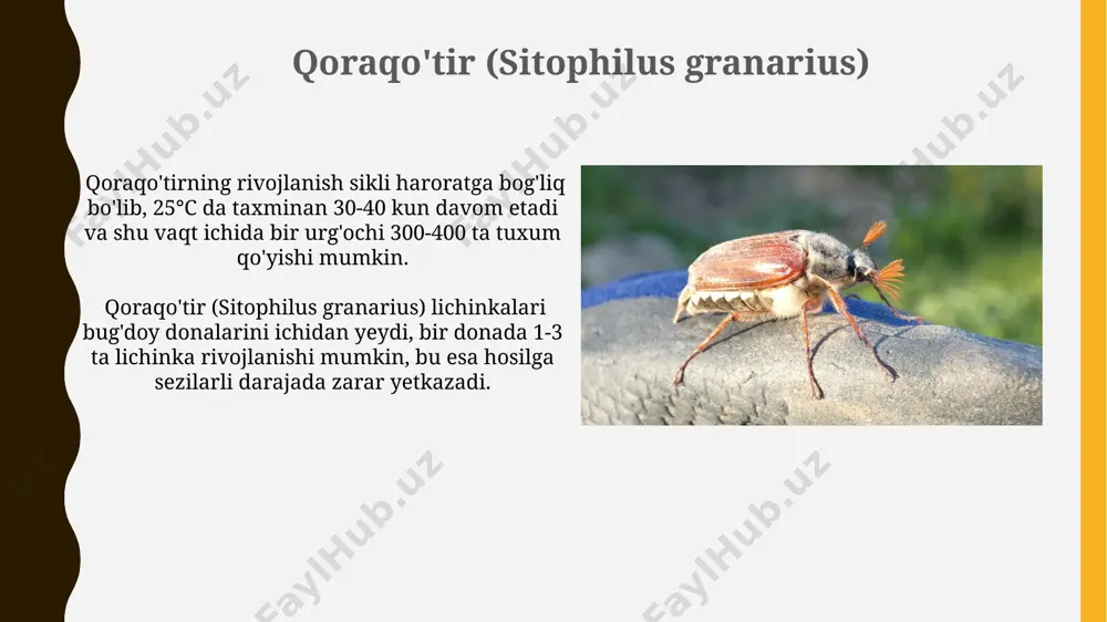 osintezi keskin pasayadi va oqsil miqdori kamayadi. bug'doy shirasi (rhopalosiphum padi) o'simlik shirasini so'rib, uning o'sishini 15-30% ga sekinlashtiradi va hosildorlikka salbiy ta'sir ko'rsatadi, ayniqsa, yo'g'on bug'doy navlarida. bugdoyga zararkunandalarining umumiy ko'rinishi bug'doyning rivojlanishining turli bosqichlarida zararkunandalar hujumi kuzatiladi, o'rtacha 20-30% hosil yo'qotilishi kuzatilishi mumkin. zararkunandalar orasida kemiruvchilar, hasharotlar va qushlar mavjud bo'lib, ularning 70%i hasharotlar turkumiga kiradi va o'simliklarning barglarini, poyasini va donalarini zararlaydi. e'tiboringiz uchun rahmat @taqdimot_robot image1.jpg image2.jpg image3.jpg image4.jpg image5.jpg image6.jpg image7.jpg image8.jpg image9.jpg image10.jpg image11.jpg image12.jpg