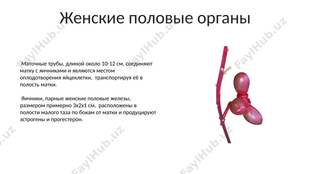 строение мочеполовых органов - Page 5
