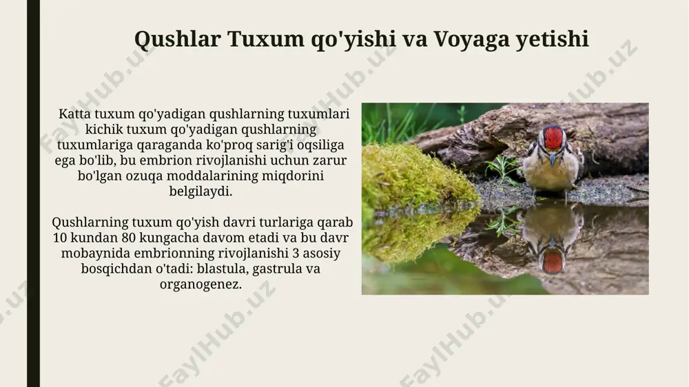 da, tezda hazm boʻladigan oziq-ovqatlarga moslashgan boʻlib, ularning ichaklari umurtqali hayvonlarga nisbatan qisqaroq, taxminan tanasining 1/4 qismini tashkil qiladi. qushlar nerv sistemasi va hislar ko'pchilik qushlarning ko'rish qobiliyati insonnikidan ancha yuqori; ular ultrabinafsha nurini ko'rishlari mumkin va ba'zi turlar 100 million tayoqcha hujayrasiga ega, bu esa ajoyib tungi ko'rishni ta'minlaydi. qushlarning miyasi tana hajmiga nisbatan juda katta bo'lib, murakkab xulq-atvor va yuqori darajadagi intellektni ta'minlaydi, masalan, ba'zi turlar 1000 dan ortiq ovozni farqlay oladi. qushlar skeleti va mushaklar sistemasi qushlarning skeleti, uchishga moslashgan bo'lib, juda yengil, ammo mustahkamdir; masalan, ko'krak suyagi katta kilya shakliga ega bo'lib, kuchli pektoral mushaklarini ushlab turadi. qushlarning mushaklar sistemasining taxminan 40%i uchish mushaklariga, xususan, ko'krak va elka mushaklariga to'g'ri keladi, bu ularning kuchli qanot harakatlarini ta'minlaydi. e'tiboringiz uchun rahmat @taqdimot_robot image1.jpg image2.jpg image3.jpg image4.jpg image5.jpg image6.jpg image7.jpg image8.jpg image9.jpg image10.jpg image11.jpg image12.jpg