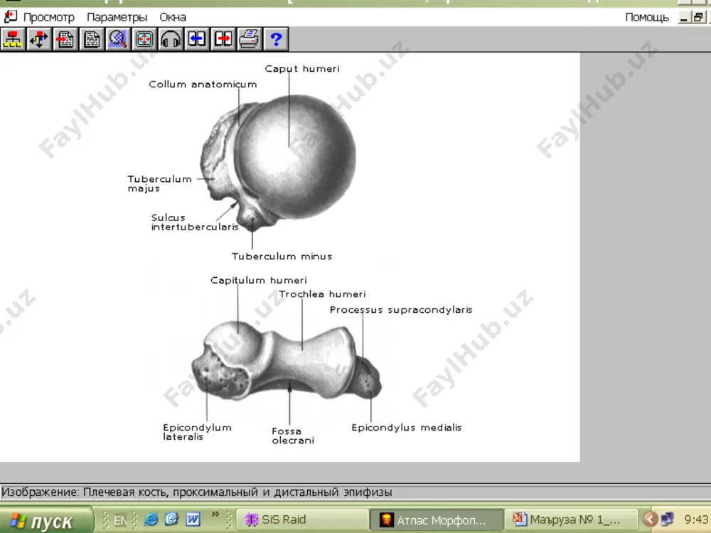 ypoglossus b.b, bu yerda til osti nervi o’tadi. ensa suyagining inc.jugularisi b.n chakka suyagining inc. jugularisi qo’shilib, foramen jugularis ni h.q. bundan 1 ta vena 3 ta nerv o’tadi. vena jugularis interna ix-juft nerv til-yutqin nervi- n.glosso-pharyngeus x juft nerv adashgan nerv- n. vagus xi juft nerv qo’shimcha nerv- n.accessorius kalla suyagi qopqog’ining ichki qismida maxsus egatlar b.b, bular sulcus sinus deyiladi. bu yerdan vena qoni o’tadi.tomir vazifasini bosh miyaning qattiq pardasi bajaradi. ensa suyagining ichki qismida clivus – nishab b.b, bunda uzunchoq miya va miya ko’prigi joylashgan. facies externa: tashqi yuza qavariq joylashgan protuberantia occipitalis externa(tashqi ensa do’mbog’i) linea nuchae suprema, superior, inferior crista occipitalis externa margo lamboideus( tepa suy. b.n birikadi) facies interna: ichki yuza botiq joylashgan protuberantia occ. interna(ichki ensa do’mbog’i) eminentia cruciformis(krestsimon tepalik) sulcus sinus sagittalis superioris sulcus sinus transversi crista occipitalis interna tepa suyagi- os perietali 4 ta chekka, 4ta burchagi bor chekkalari: margo frontalis, …