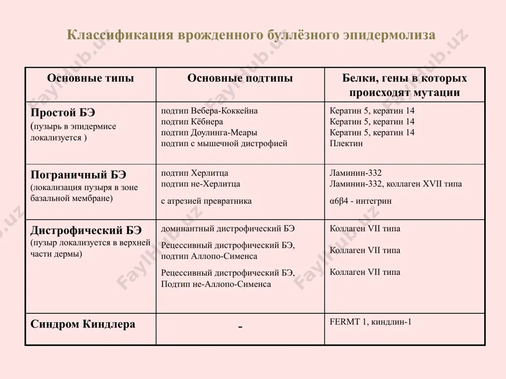 а коллаген различается 2 клинические формы заболевания: - рецессивный (полидиспластик ) - доминантный (гиперпластик ) при полидиспластический формы заболевания отмечается высокая активность коллагеназа рецессивный дистрофический врожденный буллезный эпидермолиз (полидиспластический) тип галлопо-сименса частота встречаемости заболевания составляет 1:1 000 000 заболевания характеризуется образованием глубоких (субэпидермальных) пузырей уже в момент рождения или после него и быстро вскрывается с образованием глубоких кровоточащих эрозий появление пузырей слизистых полости рта, гортани, пищевода приводят образование рубцов, стриктуры, дисфагиям наблюдается дистрофические изменения придатков кожи: волосы на голове истонченные, разреженные, тусклые, ломкие, зубы поражается кариесомс раннего детства, характерны дефекты зубной эмали, парадонтоз, раннее выпадение у пациентов наблюдается истощение, задержка физического развития, анемия в периоде новорожденности больные погибают от сепсиса или почечной недостаточности, а в более старшем-от вторичного амилоидоза внутренных органов (печени и почек) в 40% наблюдается случае развитие плоскоклеточного рака кожи или пищевода дистрофический врожденный буллезный эпидермолиз после рожения больных детей появляется глубокие пузыри, появляется глубокие кровоточяшее эрозии. патологический …