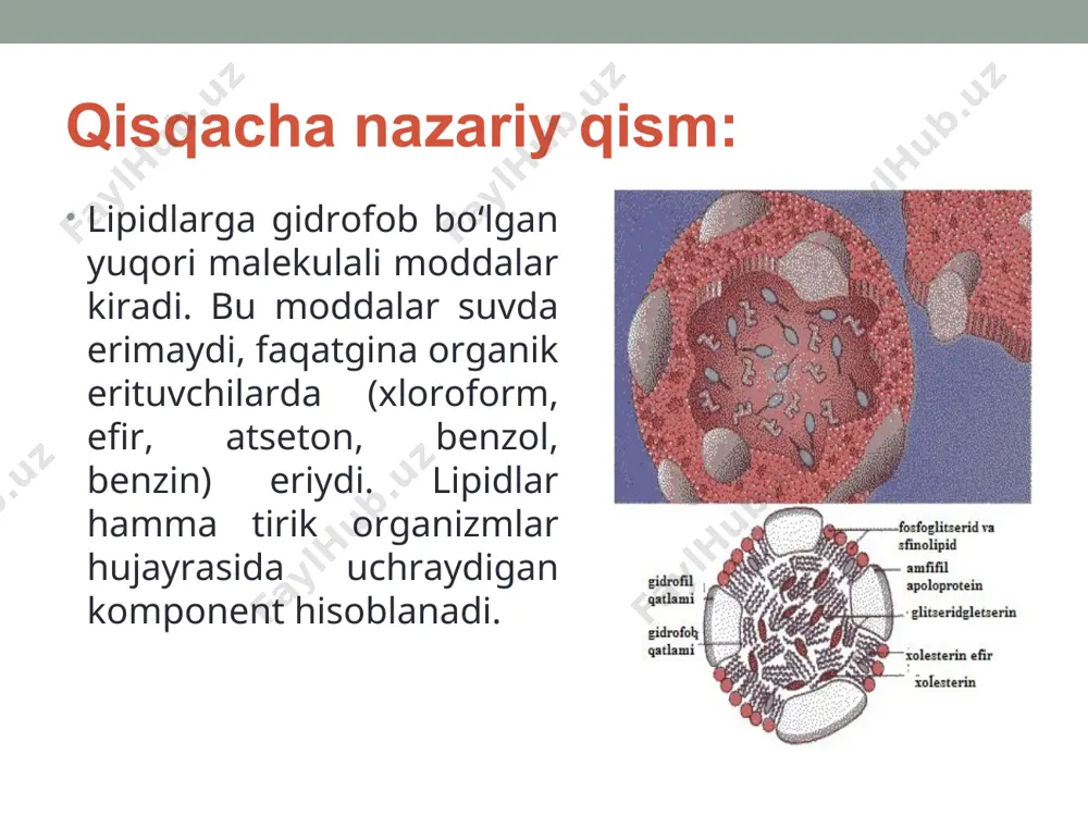anligini kuzatish mumkin. to‘rtinchidan ko‘pgina vitaminlar va gormonlar lipidlarga hos bo‘lib, organizmda maxsus boshqarish funksiyalarini bajaradi. beshinchidan lipidlar termoregulyatsiya xossasiga ega bo‘lib, organizmdagi issiqlikni boshqarib turadi. oltinchidan yog‘lar suv manbai bo‘lib, ular parchalanganda suv ajralib turadi va bu cho‘l zonasida yashovchi hayvonlar uchun suv manbai bo‘lib xizmat qiladi. sterinlar esa miyaning oq moddasining tarkibida bo‘ladi va ko‘pgina biologik aktiv moddalar vitaminlar, gormonlar va o‘t kislotalarini hosil bo‘lishida qatnashadi. oddiy yog‘lar triglitseridlar bo‘lib, ular yog‘ kislotalari va glitserinning murakkab efiri hisoblanadi: yog‘larning tarkibiga to‘yingan va to‘yinmagan yog‘ kislotalari kiradi. to‘yingan yog‘ kislotalaridan stearin (c17h35cooh) va palmitin (c15h31cooh)lar yog‘larning tarkibida eng ko‘p bo‘ladi. to‘yinmagan yog‘ kislotalardan eng asosiylari olein (c17h33cooh), linol (c17h31cooh) va linolen (c17h23cooh) kislotalari hisoblanadi. to‘yinmagan, yog` kislotalarining tarkibida qo‘shbog` bo‘lib, bu ularning reaksiyaga oson kirishishini ta’minlab beradi. olein kislotasining molekulasida 1 ta, linol kislotasida 2 ta, linolen kislotasida esa 3 ta qo‘shbog` bo‘ladi. linol va linolen kislotalari odam organizmida …