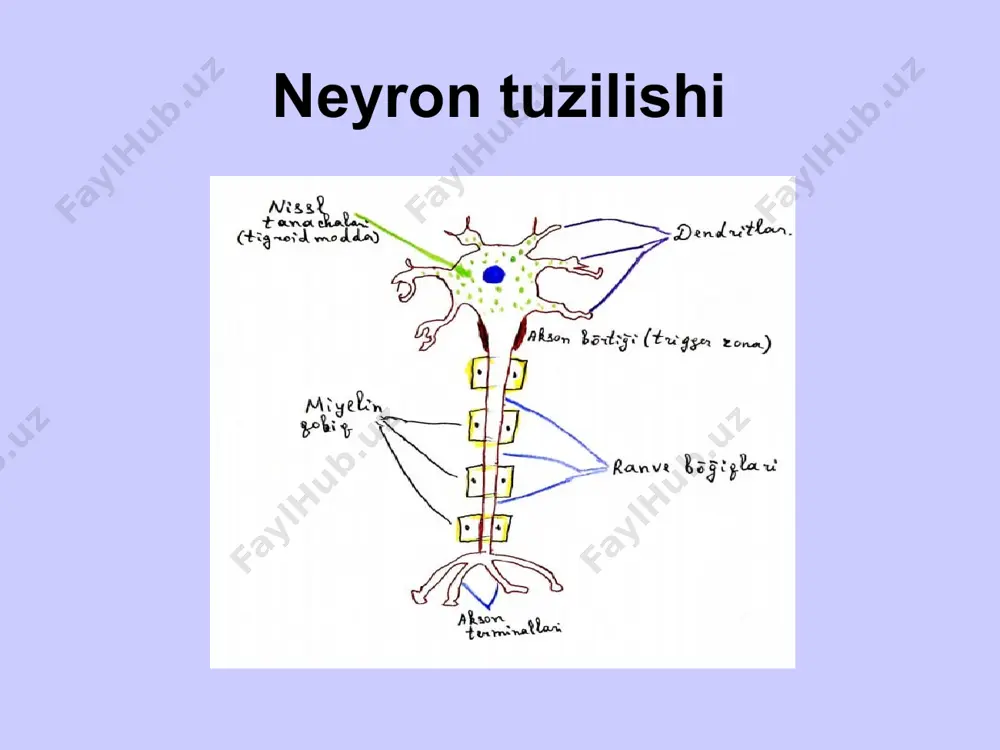 nerv sistemasi morfofunksional tasnifi - Page 5