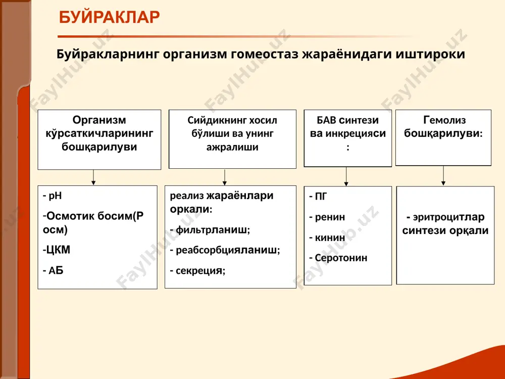 ди хромоцистоскопия- сабаблари аниқланади асосий буйрак синдромлари нефротик синдром- протеинурия, гипопротеинемия, гиперхолестеринемия, массив шишлар, анасарка. шиш синдроми сабаблари: турли захарланишлар (сулема, кислоталар) инфекцион-токсик касалликлар(грипп) нотўғри қон қуйишлар суринкали гломерулонефрит сепсис сил қандли диабет коллагенозлар амилоидоз шикоятлар: шишлар олигурия иштаха йўқолиши кўнгил айниш қусиш бош оғриқлари мушакларда оғриқ шиш синдроми кўздан кечириш: шишлар асцит гидроторакс гидроперикард анасарка «facies nephritica» лаборатор –асбоб-ускуналар ёрдамида текшириш: массив протеинурия гипопротеинемия гиперхолестеринемия шиш синдроми асосий механизмлар: буйрак касаллигида аб ошиб кетиши. натрий ва сувнинг тўпланиши. прессор системасининг активлашиши(ренин-ангиотензин-альдостерон) буйракнинг артериал гипертензия синдроми шикоятлар: бош оғриқлари бош айланиши юрак сохасида оғриқлар хансираш юрак тез уриши кўришни хиралашуви объектив текшириш: аб нинг турғун кўтарилиши (айниқса диастолада) пульс таранг,тулик чап қоринча гипертрофияси- юрак учи турткиси ейилган, кучли, юрак чегаралари чапга силжиган, аортада иккинчи тоннинг кучайиши. чап қоринча етишмовчилигининг белгилари – юрак астмаси ўнг қоринча етишмовчилигининг белгилари – шишлар, асцит, жигарнинг катталашиши . лаборатор асбоб-ускуналар ёрдамида текшириш: рентгенография: чап қоринча …