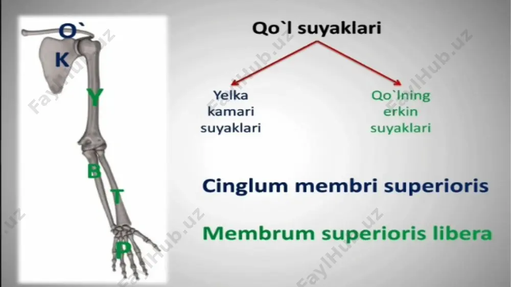 ic bo’yinchasi tuberculum major – katta do’mboqcha; tuberculum minor – kichik do’mboqcha crista tuberculi majoris et minoris – katta va kichik do’mboqcha qirrasi sulcus intertubercularis (m.bitceps brachining caput longum joylashgan) – do’mboqchalararo egat ; collum chirurgicum – xirurgik bo’yincha 2. corpus humeri da joylashgan tuzilmalar: tanasining yuqori qismi silindr shaklida pastki qismi prizma shaklida bo’lib, quyidagilarni ko’rishimiz mumkin 3 ta yuzasi 1. facies posterior – orqa yuzasi 2. facies anteromedialis – oldingi medial yuza 3. facies anterolateralis – oldingi lateral yuza 3 ta qirg’oqlari 1. margo anterior – oldingi qirg’og’i 2. margo lateralis - oldingi qirg’og’i 3. margo medialis - oldingi qirg’og’i tuberositas deltoidei – m.deltoideus birikadigan g’adir budirlik, sulcus nervi radialis – bilak nervi egati 3. epiphysis distalis da joylashgan – condylus medialis va condylus lateralis. condylus medialis – medial bo’rtma yoki tepalik bo’lib unda trochlea humeri – g’altaksimon boshcha, fossa coronoidea – tojsimon chuqurcha, fossa olecrani – tirsak …