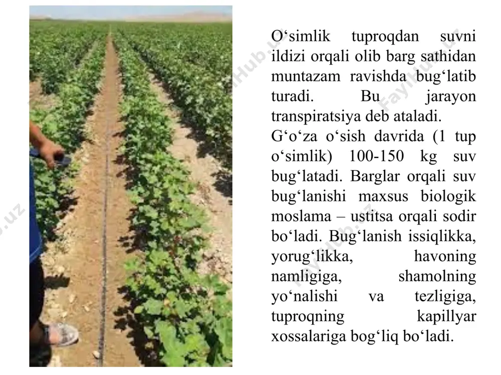 i namlikning sug’orish oldi maqbul miqdorini aniqlash muhim ahamiyatga ega. g’uza uchun bu namlik miqdori 3 davrda: gullashgacha, gullash-kusak hosil bo’lish va yetilishda aniqlanadi. ko’p yillik tajribalar asosida o’zbekistonning sug’oriladigan dexqonchilik mintaqasida g’uza majmuasiga kiruvchi o’simliklar uchun sug’orish oldi maqbul namlik dala nam sig’imining o’rtacha 70% ini tashkil etadi. m.p.mednis maʼlumotlariga qaraganda g’uzaning tezpishar navlarining suvga talabi nisbatan yuqori. tezpishar navlar dalada tuproqdagi namlik dala nam sig’imining 75% ini tashkil etganda sug’orilgani maʼqul. kechpishar navlar ekilgan dalada bu ko’rsatkich tuproq dala nam sig’imining 65% ini tashkil etganda suv berilsa bo’ladi. sho’rlanishga moyil bo’lgan tuproqlarda sug’orishdan oldingi namlik dala nam sig’imining 75% ini (ayrim hollarda 80% ini) tashkil etishi kerak. mavsumiy va har gal sug’orish meʼyori va vaqtini belgilash namiqishi zarur bo’lgan tuproq qatlamining qalinligi bilan bog’lik. g’uza misolida o’simlikning rivojlanish davrida har galgi sug’orish meʼyorini aniqlashda tuproq qatlamining qalinligi: shonalashgacha — 0,5 m, shonalash davrida — 0,7 m, gullash va …
